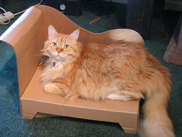 divan para gatos
