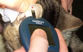 Diabetes felina