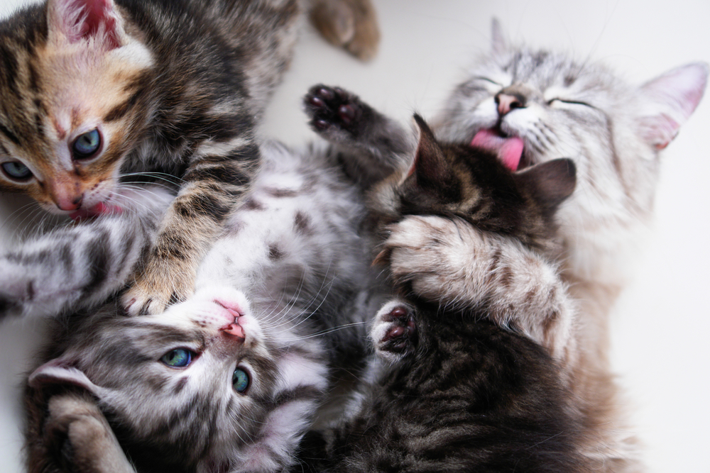 Convivencia de los gatos con otros animales