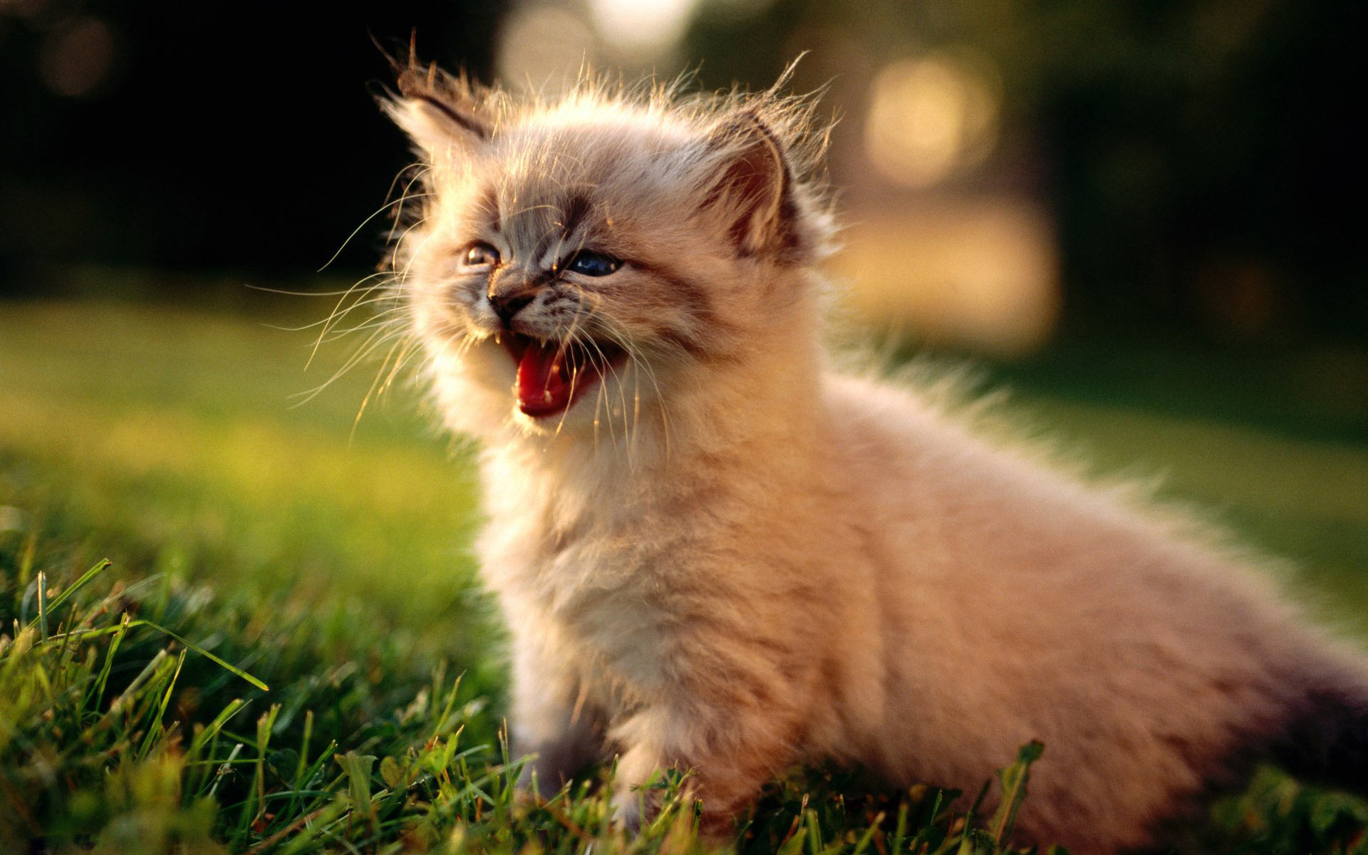 El gato… ¿sociable o asocial?