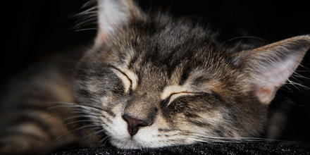 La Tercera Edad del gato