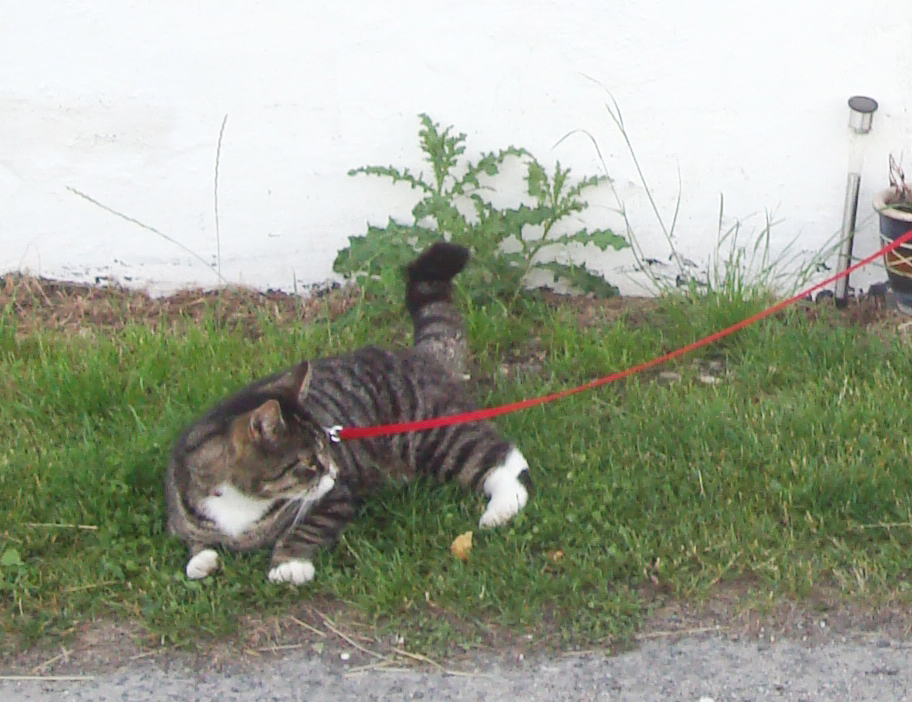 Habituando a tu gato a la correa