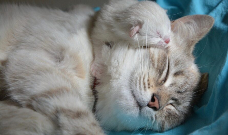 El comportamiento maternal gatuno