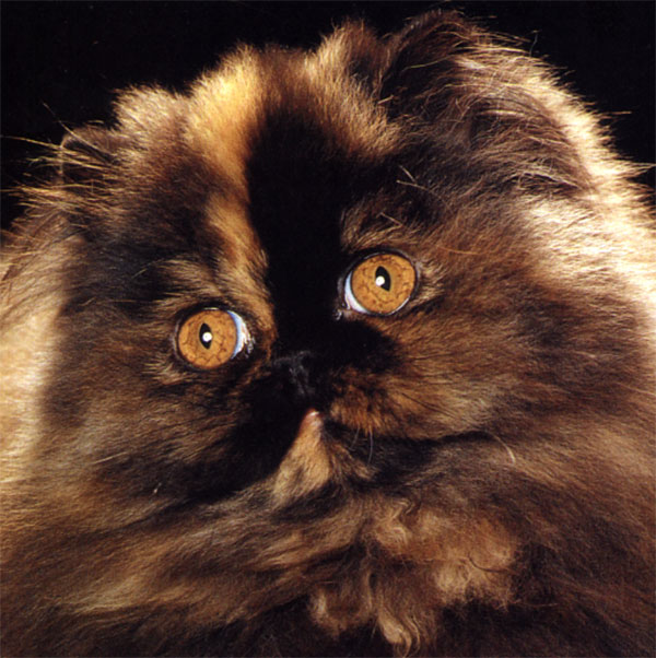 El gato persa