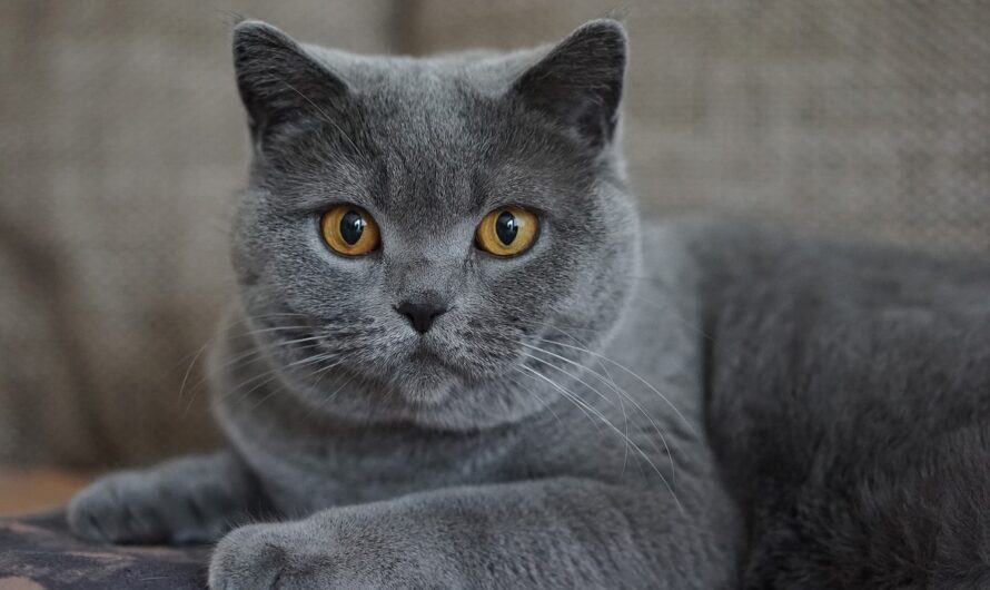 El gato Cartujo