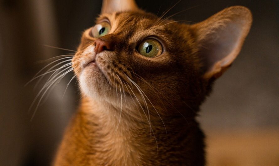 El gato Abisinio