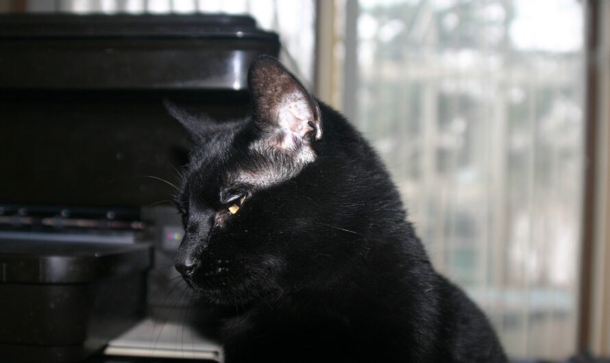 El gato Bombay