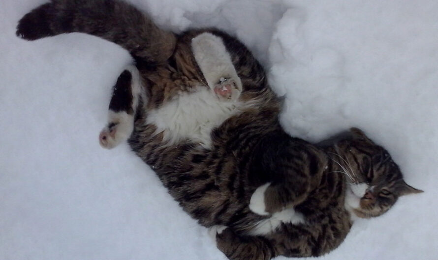 Gatos y el invierno