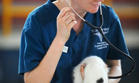 veterinaria