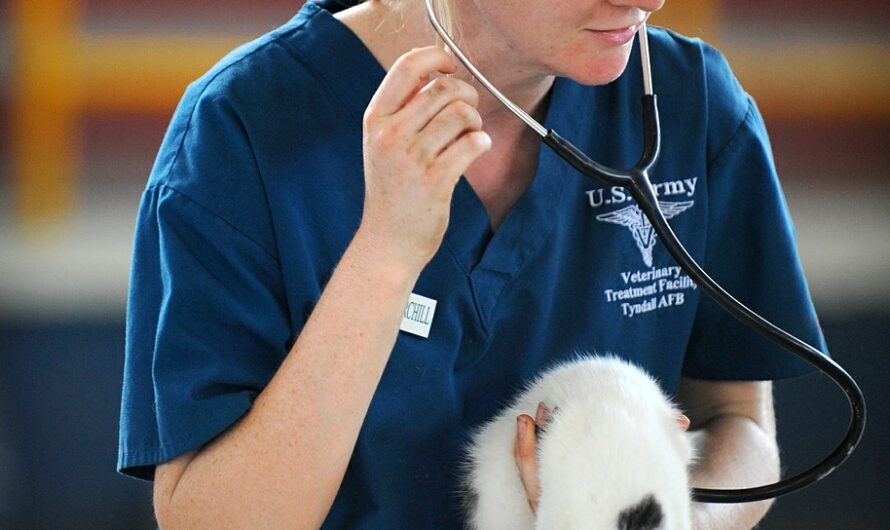 Esterilización y castración de los gatos