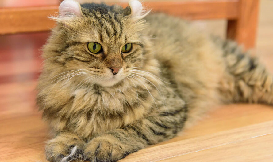El Gato American Curl