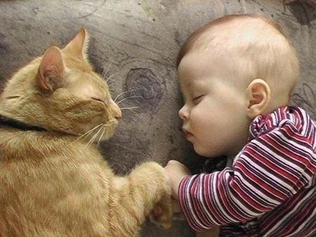 Gatos y Bebés ¿Juntos?