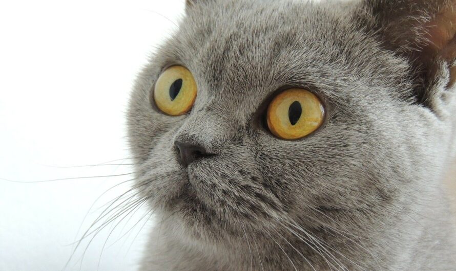 El Gato British Shorthair