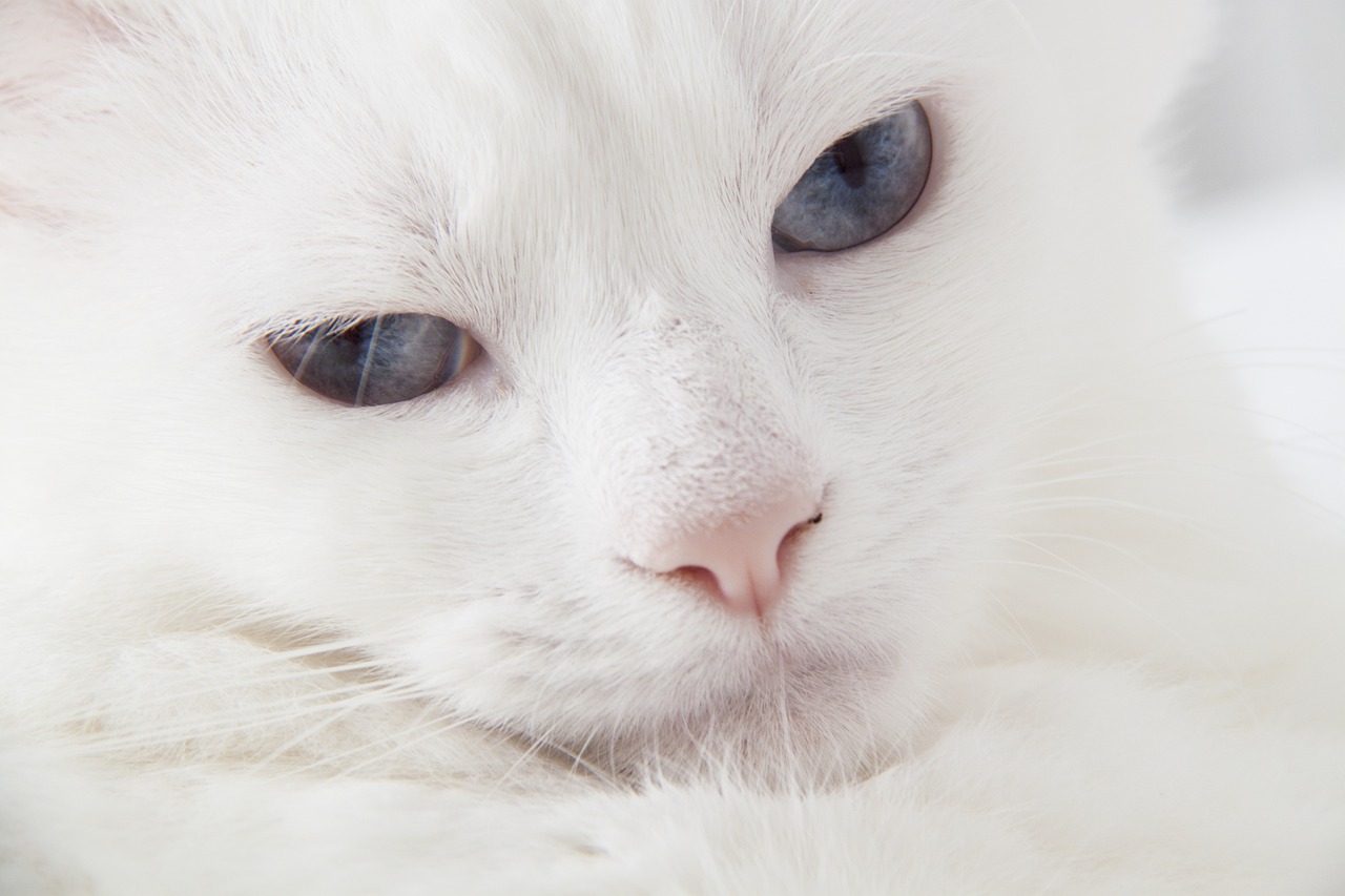 El Gato Angora Turco