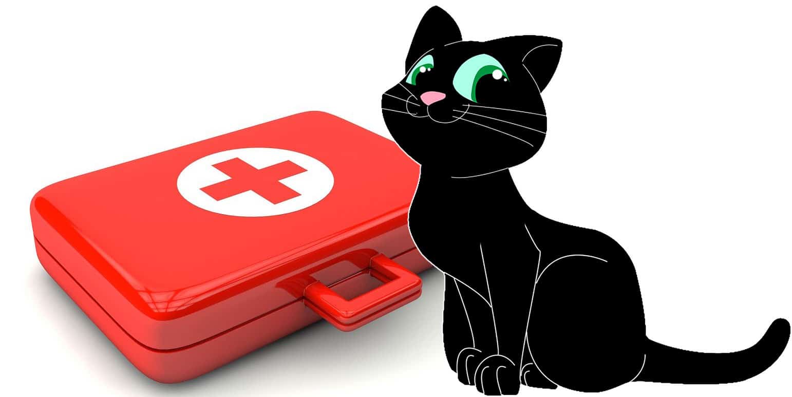 Urgencias para gatos: las primeras curas