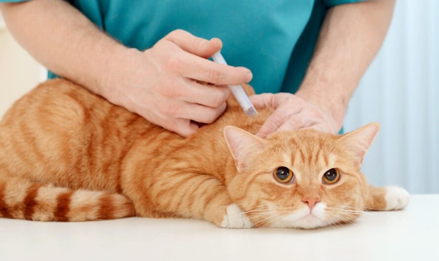 Zoonosis: riesgos y prevención
