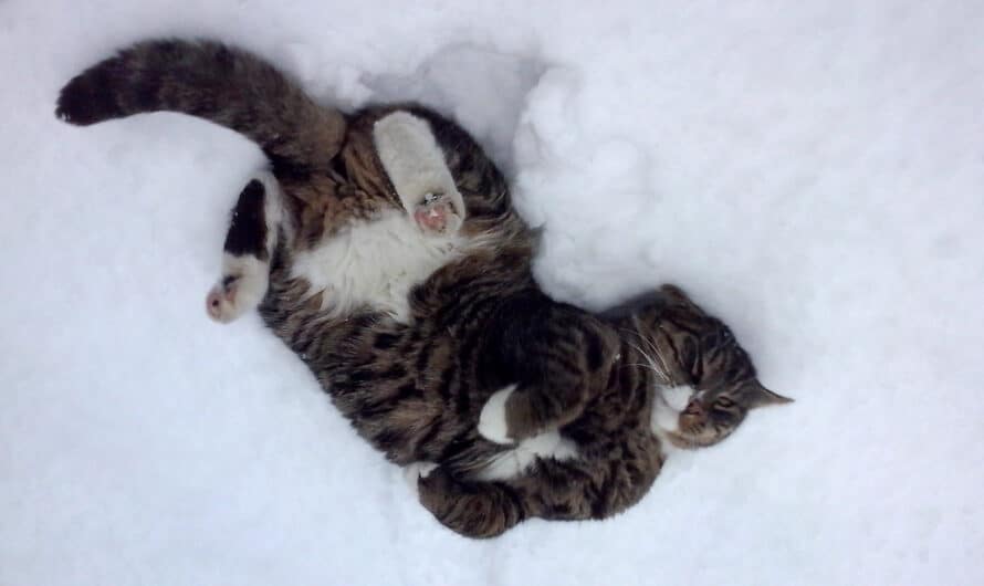 El Gato Bosque de Noruega