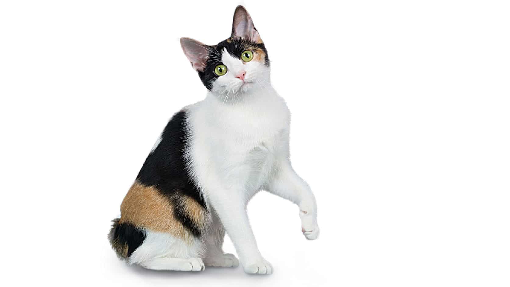 El gato Bobtail Japonés
