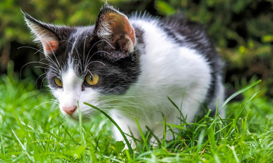 El Gato Europeo