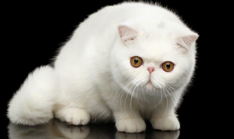 El Gato Exotic Shorthair