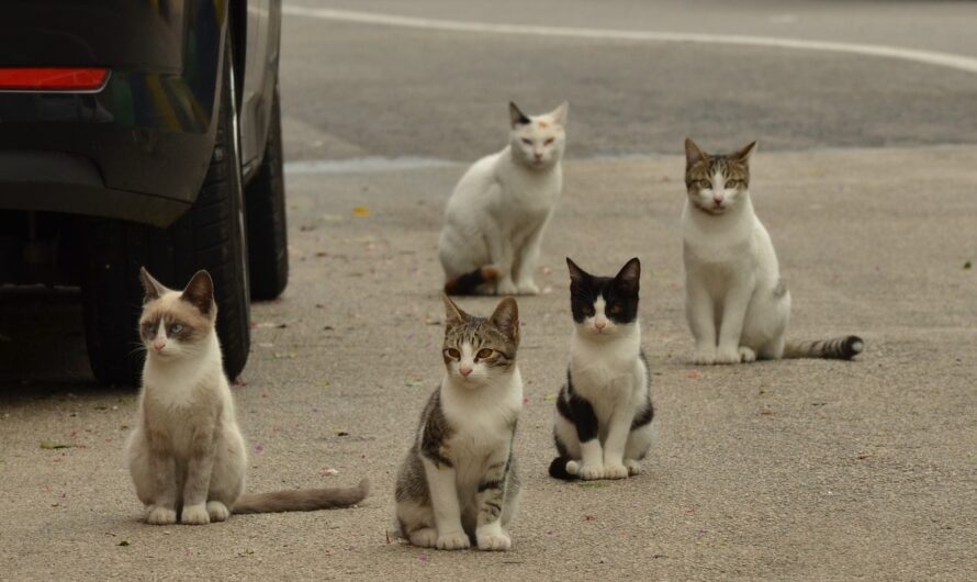 Los gatos y su territorio