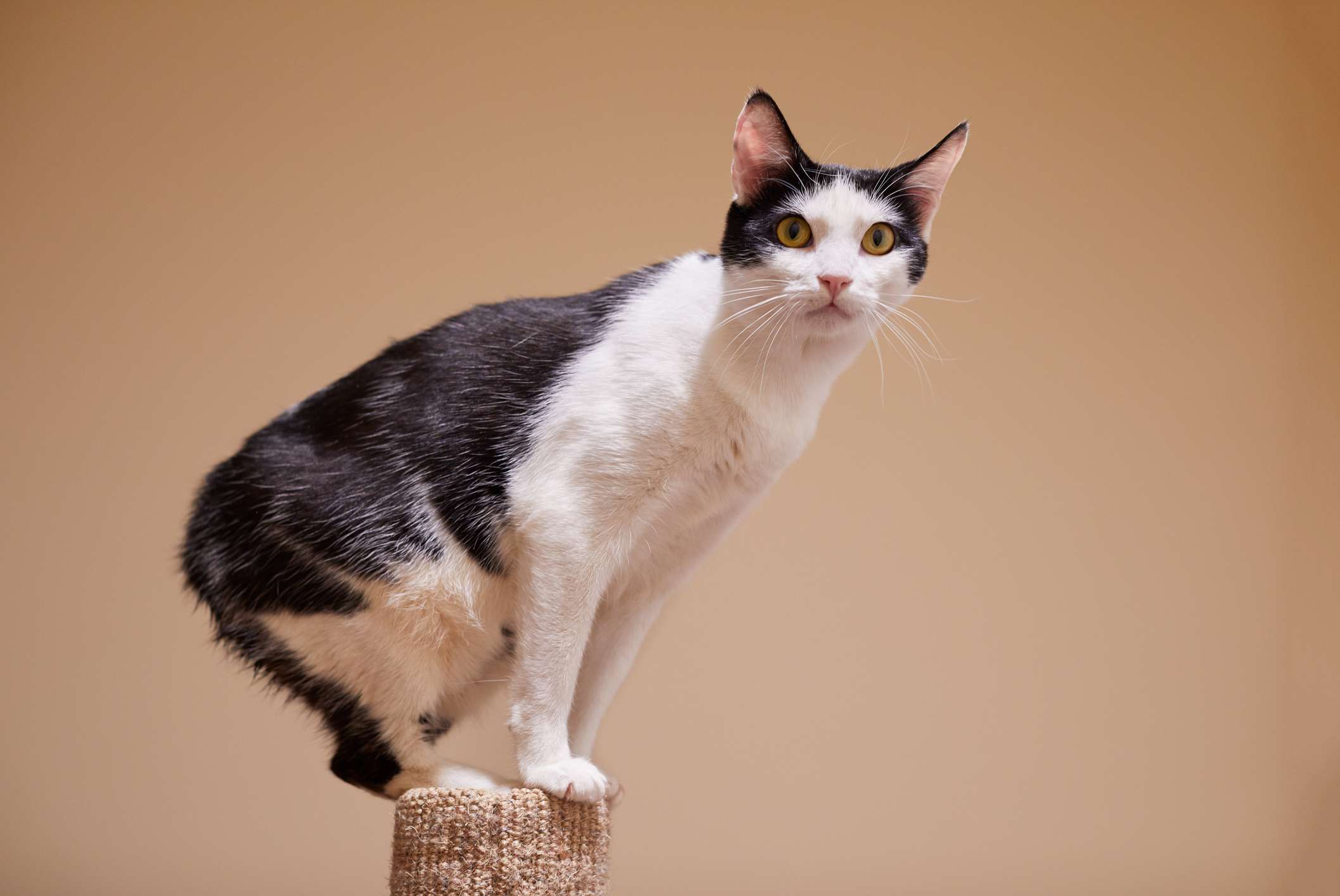 El Gato Manx