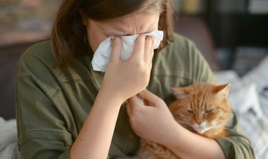 La alergia al pelo del gato