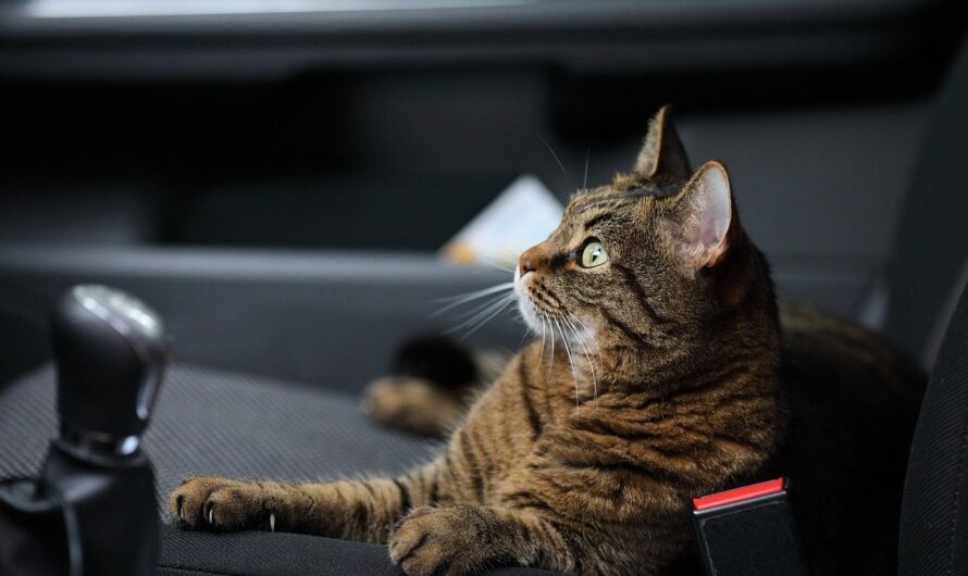 Viajar con gatos