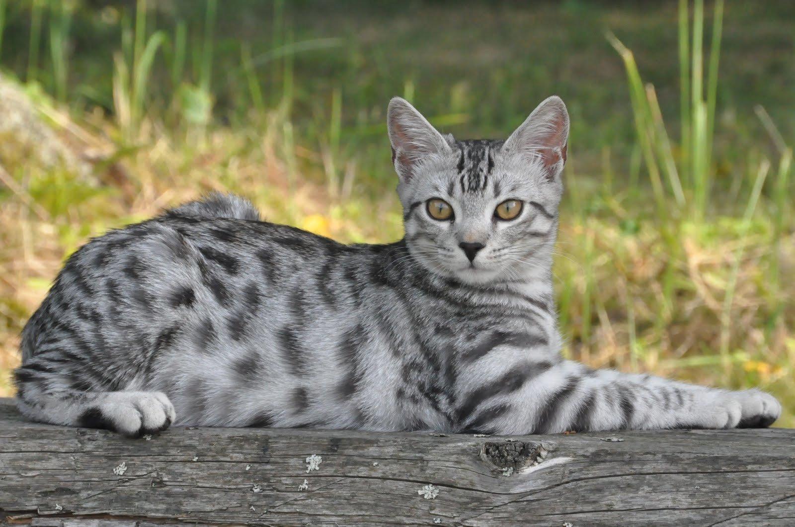 El Gato Mau Egipcio