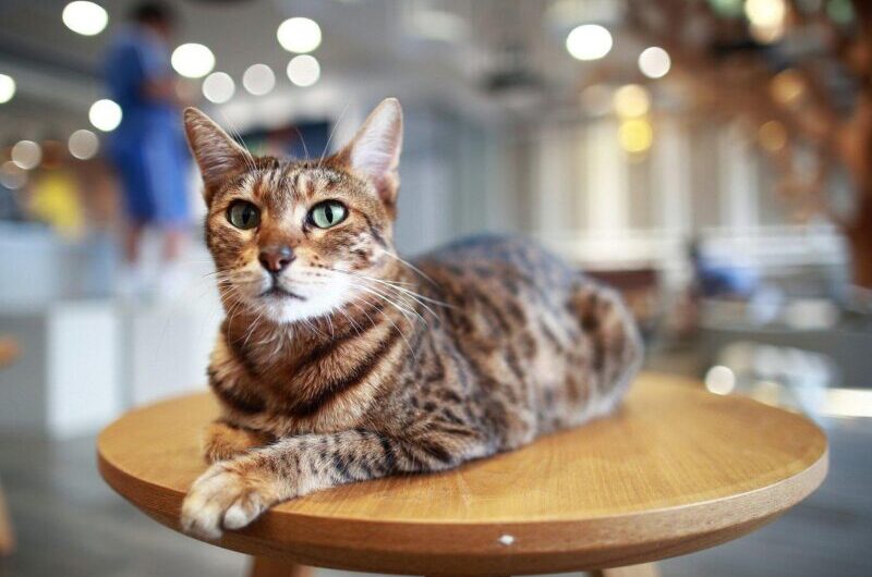El gato Ocicat