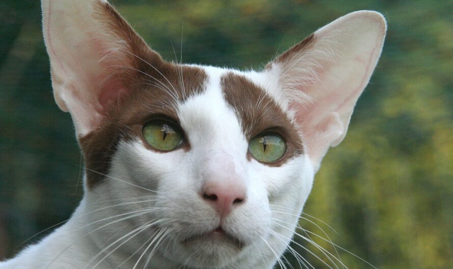 El gato Oriental