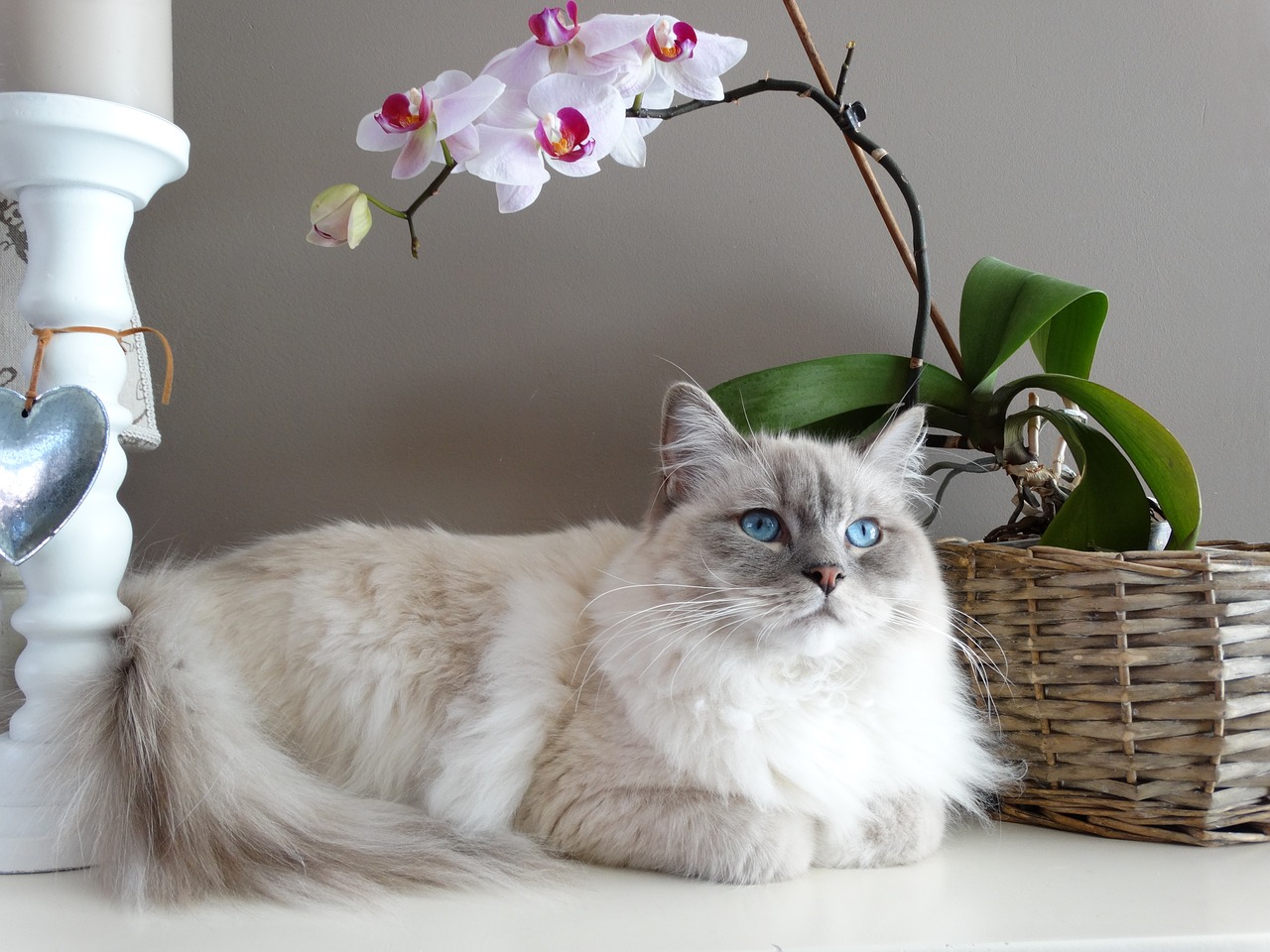 El gato Ragdoll