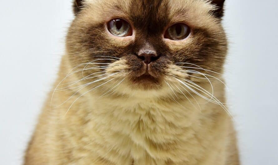 6 curiosidades que seguro no conocías de los Gatos British Shorthair