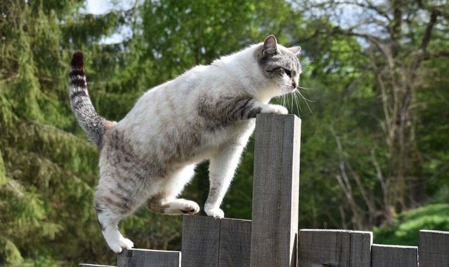 Por qué a veces se van los gatos de casa?