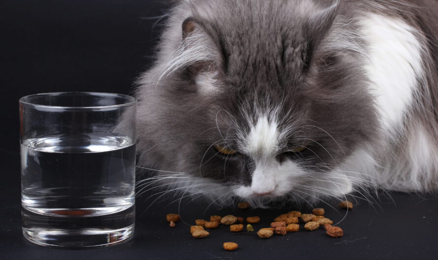 La alimentación del gato adulto: Consejos para una dieta equilibrada y saludable