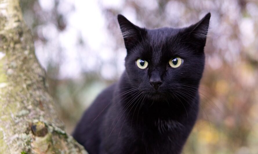 Cinco singularidades de los gatos negros