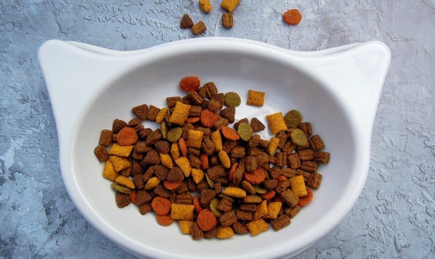 Qué es mejor para tu gato, comida húmeda o seca?