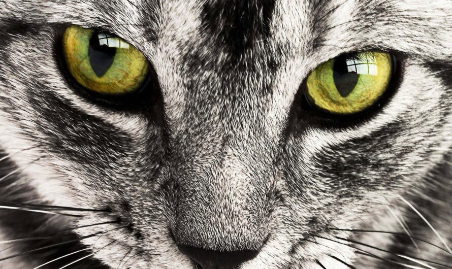 10 curiosidades sobre los gatos Tabby